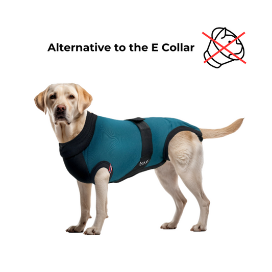 MAXX DOG RECOVERY SUIT - PREMIUM