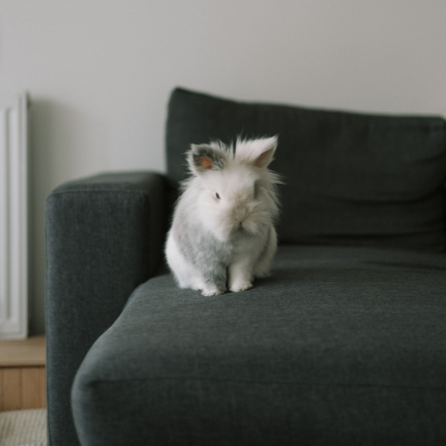 Sharing your home with your pet bunny!