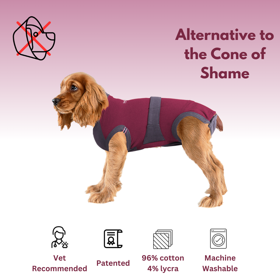 Maxx Pet - Revolutionizing Pet Recovery with Innovative Dog