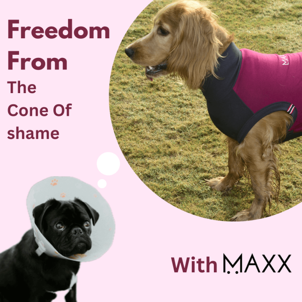 MAXX Dog Recovery Suit, Medical Pet Shirts for Dogs, Pet Recovery Dog Shirt