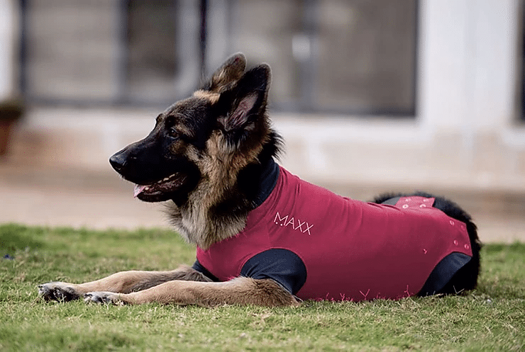 MAXX – Best alternative to the ‘Cone of Shame’ for dogs