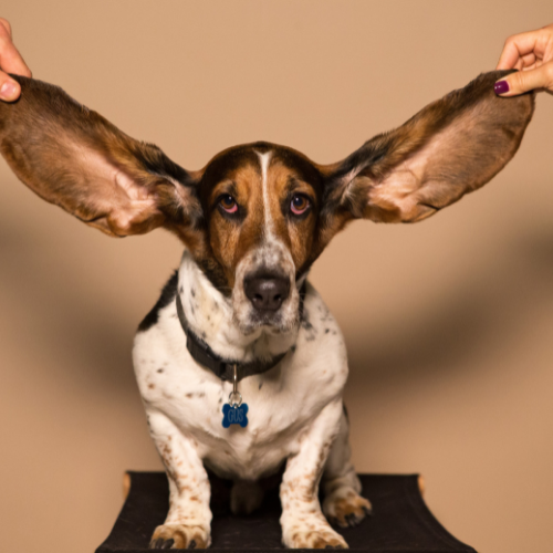 How can you keep your dog away from ear infections?