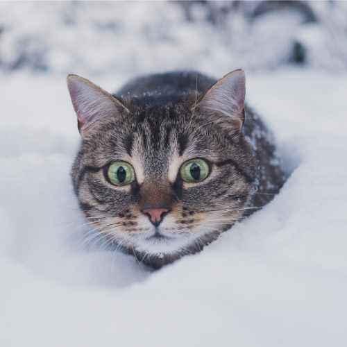 Prepare your pet for a cozy winter
