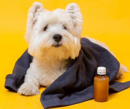 Knowing the signs of allergies in your dog