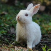 Medical emergencies that could be a threat to your pet rabbit and what must you do.