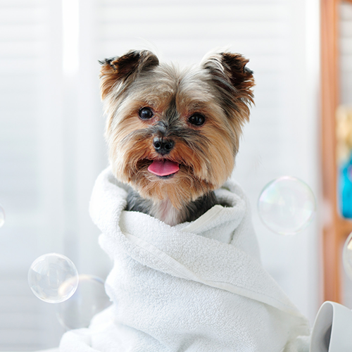 Top Tips to Bathe your Dog the Right Way