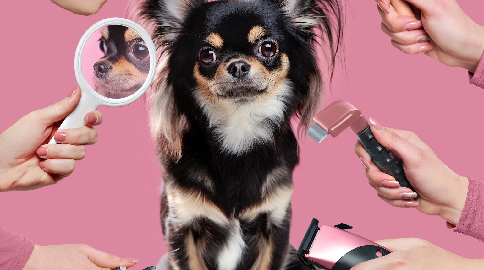 A Beginner’s Guide To Dog Grooming