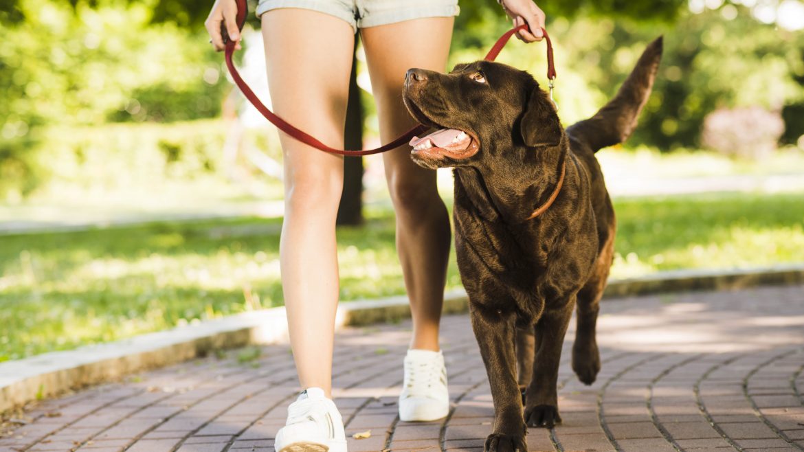 Top 5 Reasons to Take your Pet Dog for a Walk