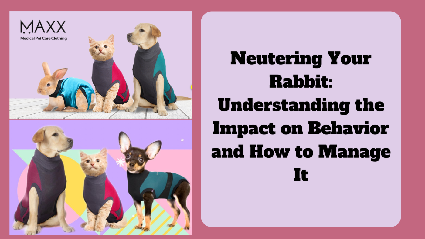 NEUTERING YOUR RABBIT: UNDERSTANDING THE IMPACT ON BEHAVIOR AND HOW TO MANAGE IT
