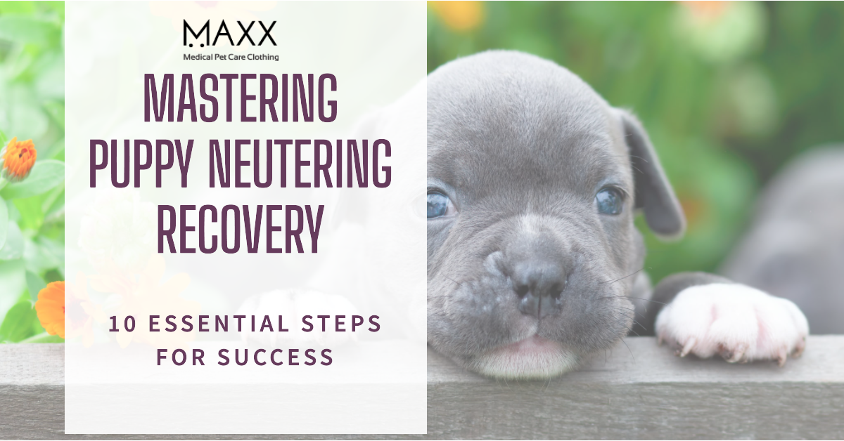 Puppy Neutering Recovery