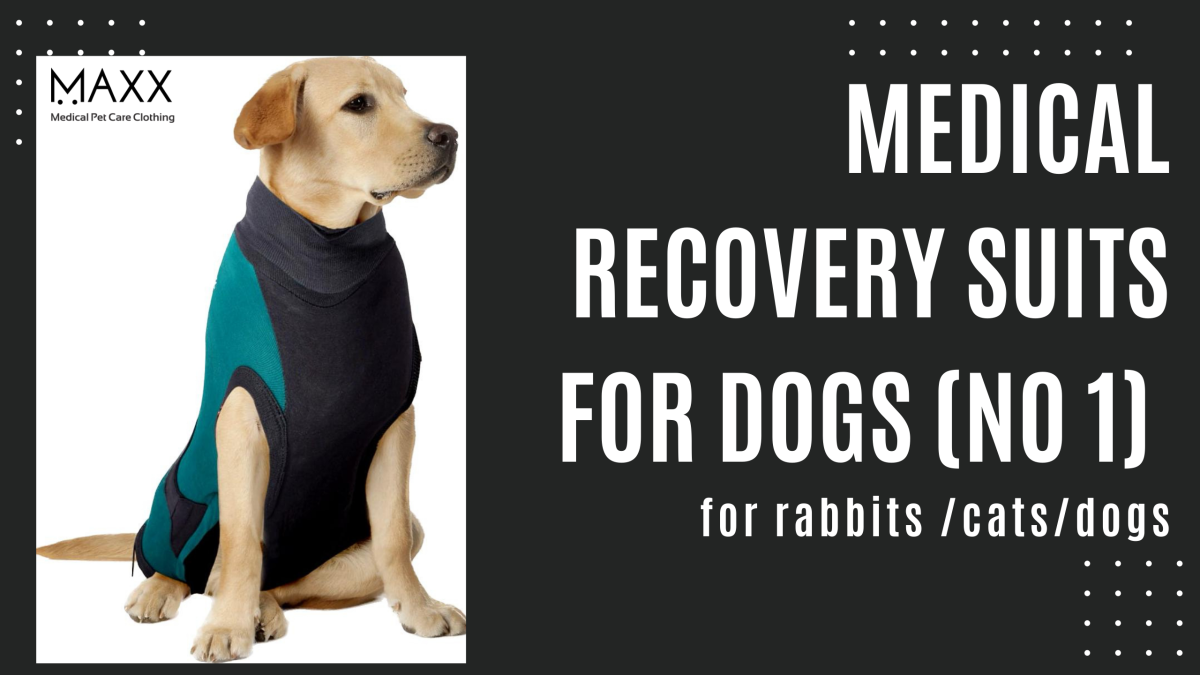 How to Prevent Your Dog from Licking Their Wound: Tips and Tricks. - MAXX  Medical Pet Clothing