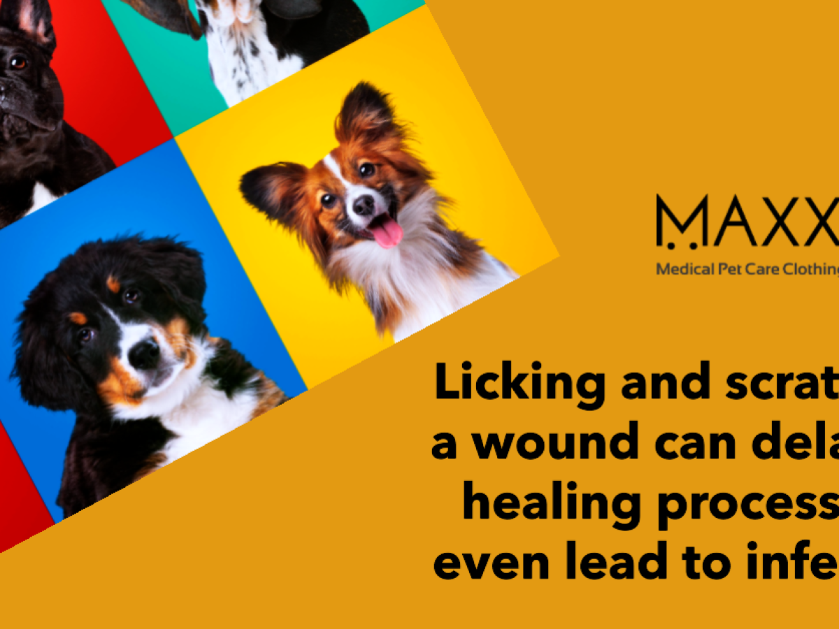 Licking Speeds Healing, Should Your Dog Lick Her Wounds?