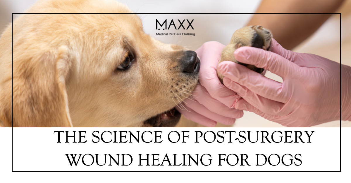 post-surgery wound healing for dogs