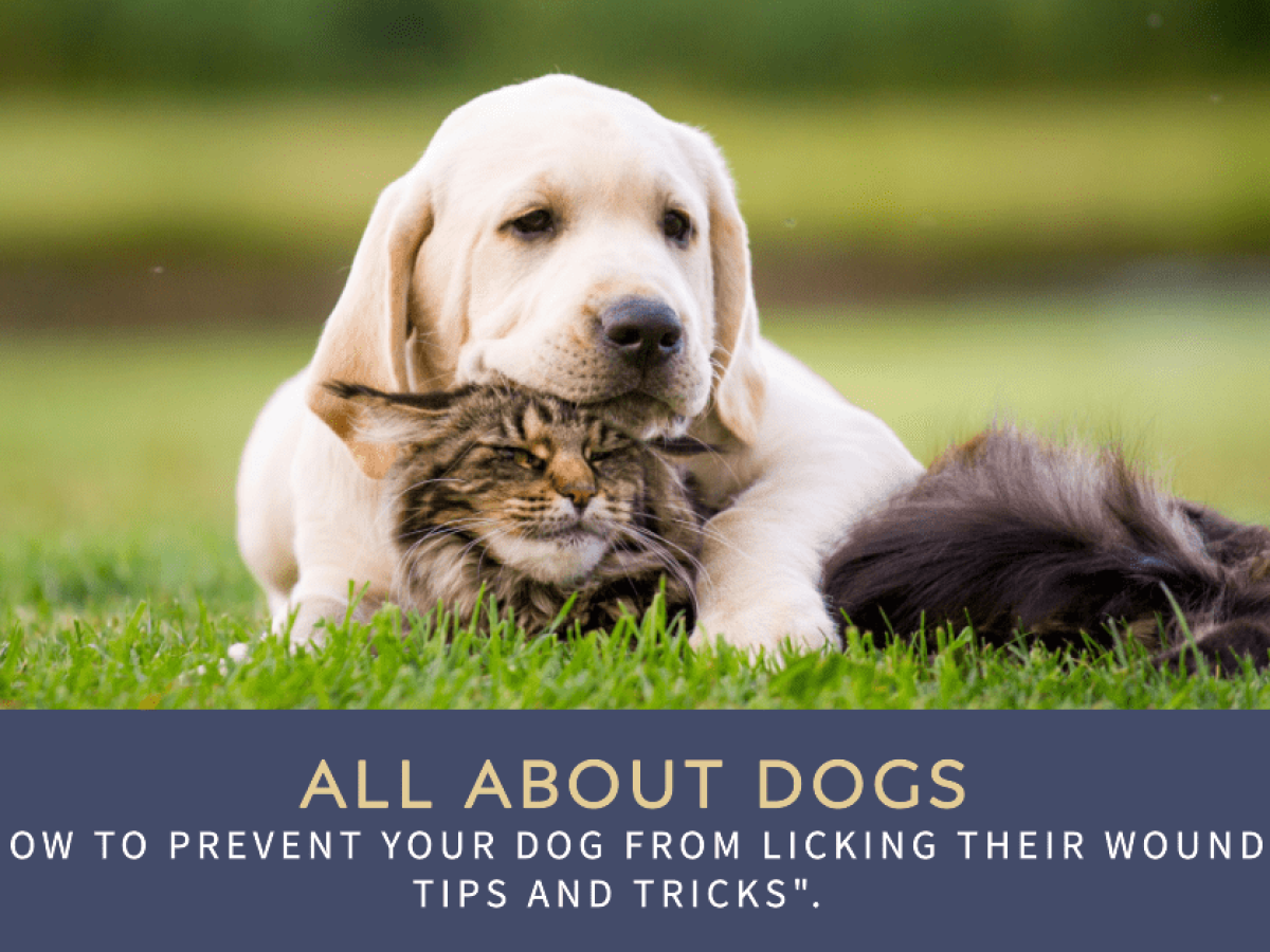 How to Prevent Your Dog from Licking Their Wound: Tips and Tricks