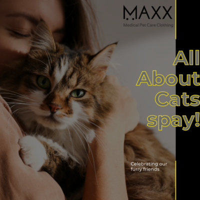 Spaying your female cat