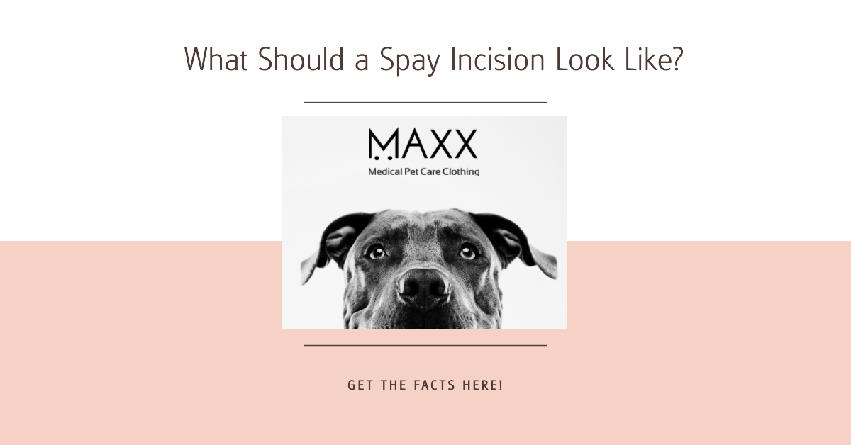 Spay Incision