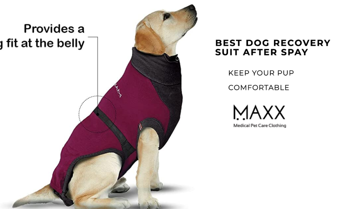 Best Dog Recovery Suit After Spay: Amazing Abdominal Zipper Edition (2023)  - MAXX Medical Pet Clothing