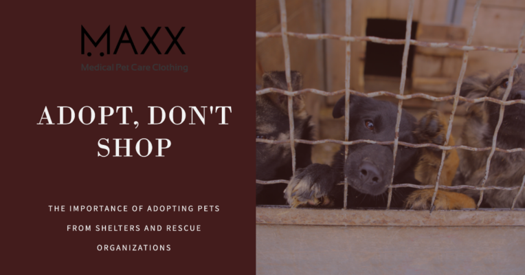 Adopting Pets from Shelters and Rescue Organizations