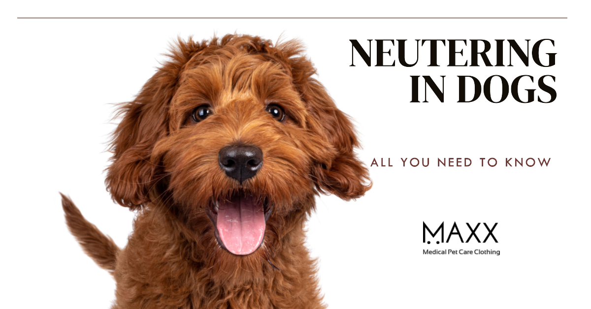 neutering in dogs