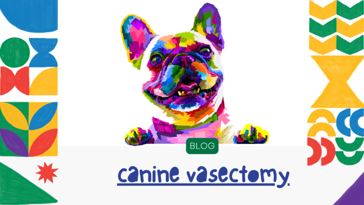 canine vasectomy