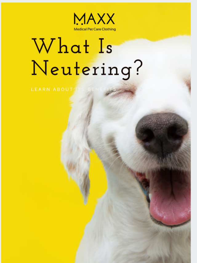 Uncovering the Benefits of Neutering — You Won’t Believe What This Simple Procedure Can Do!