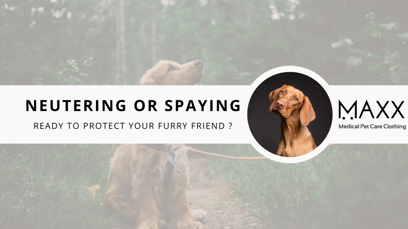 Neutering or Spaying