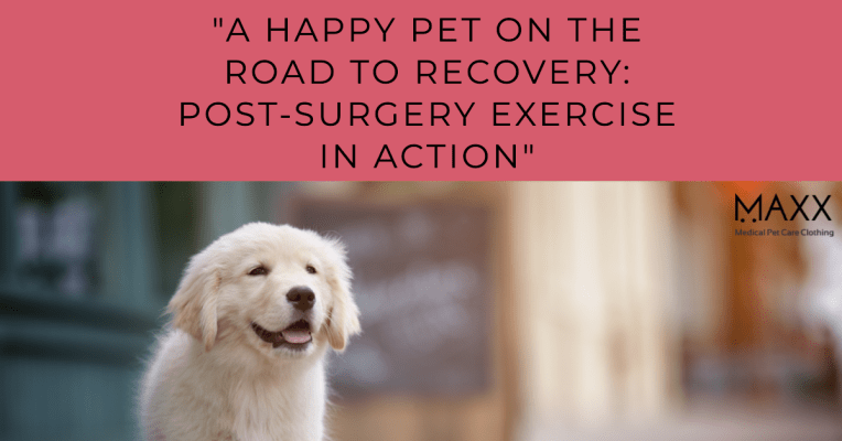 "A Happy Pet on the Road to Recovery: Post-Surgery Exercise in Action"