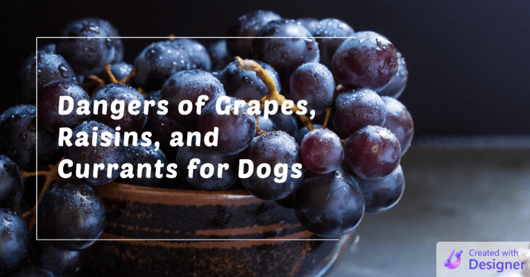 Grapes, Raisins, and Currants for Dogs