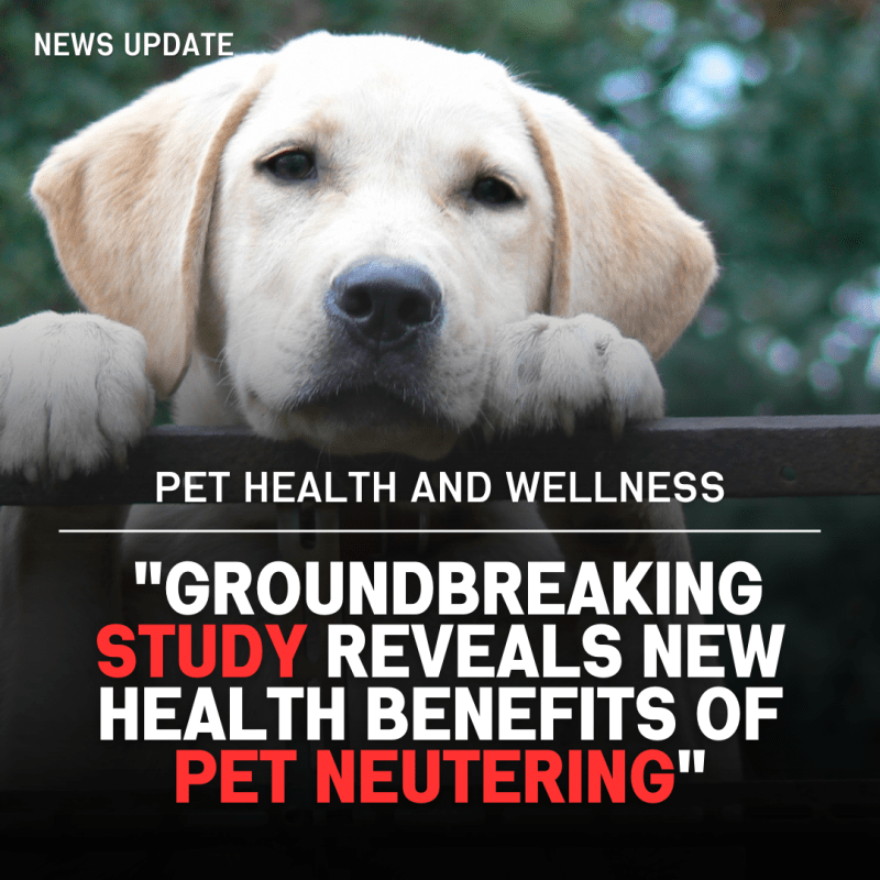 Benefits of Neutering Your Pet