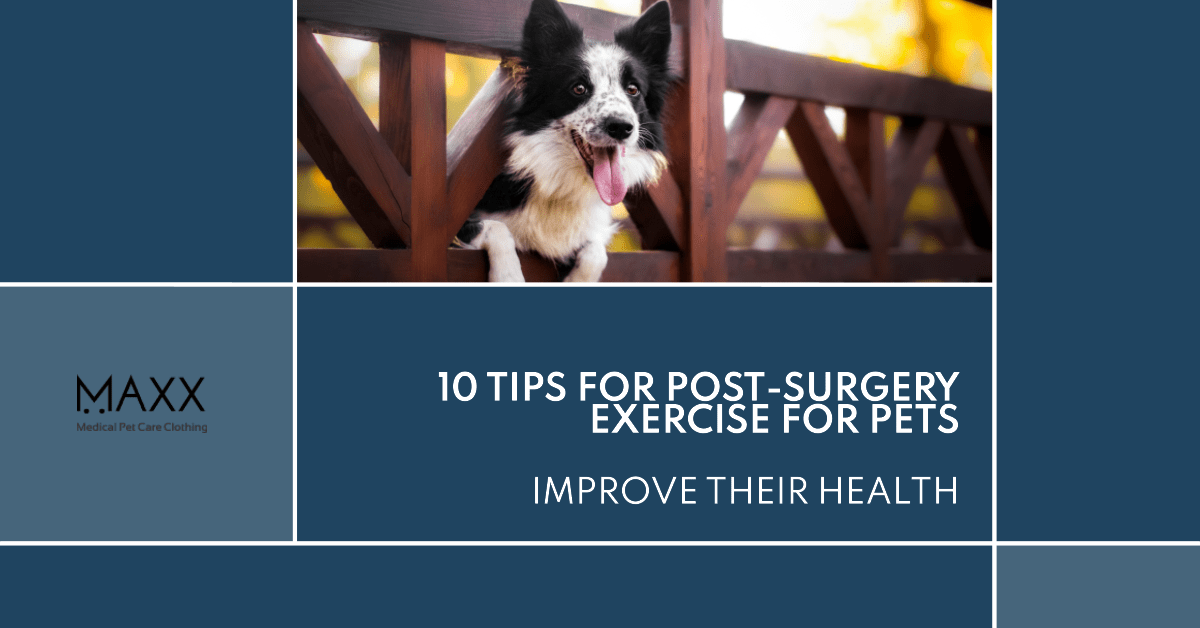 Post-Surgery Exercise for Pets