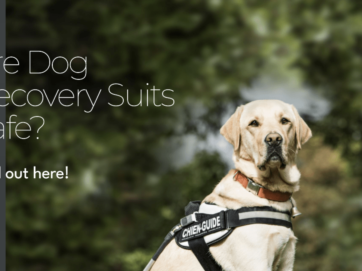 Are Dog Recovery Suits Safe? Discover the Safety and Benefits of Dog Recovery  Suits
