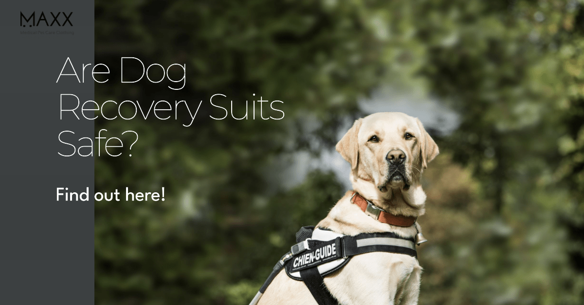 Are Dog Recovery Suits Safe