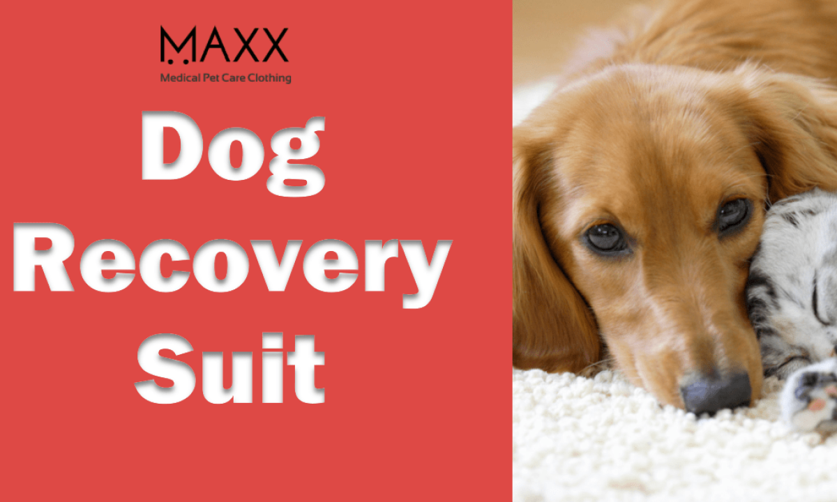 Maxx Pet - Revolutionizing Pet Recovery with Innovative Dog recovery Suit