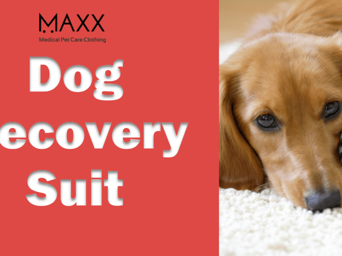 https://maxx.pet/wp-content/uploads/2023/04/blog-banner-for-Dog-Recovery-Suit-1200x900.png