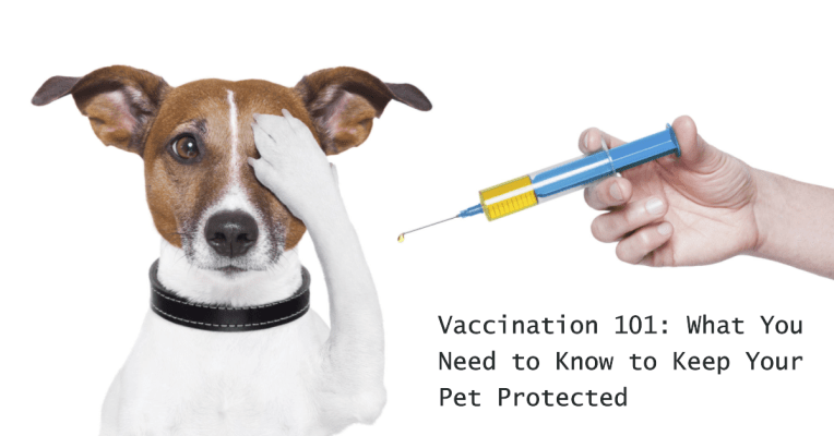 pet vaccination