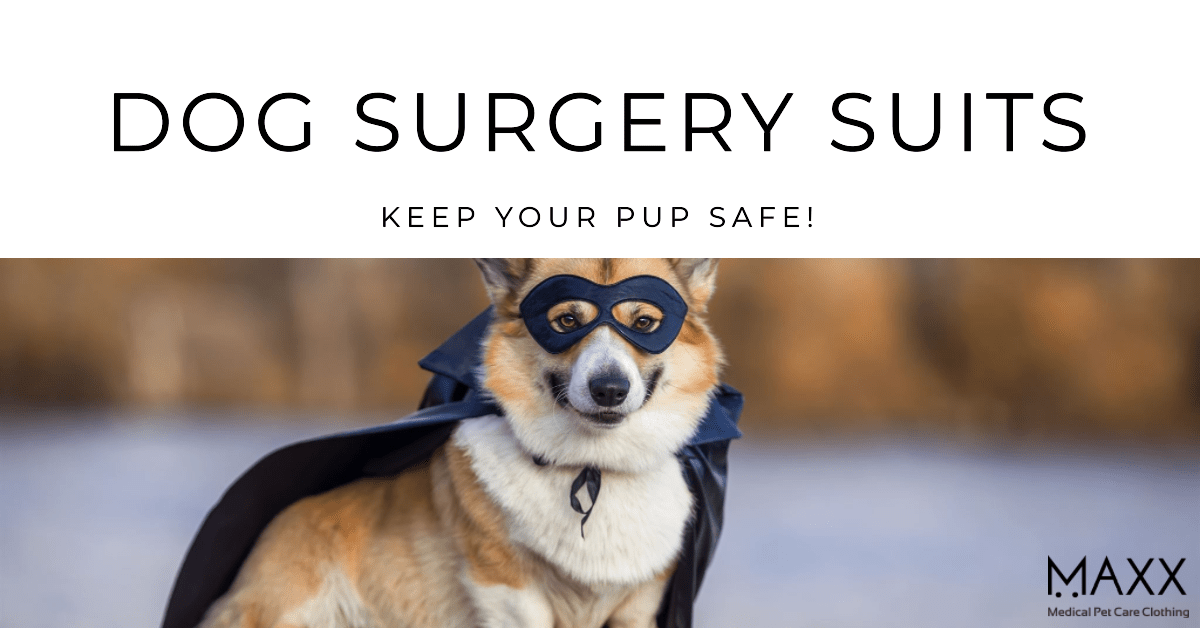 dog surgery suits