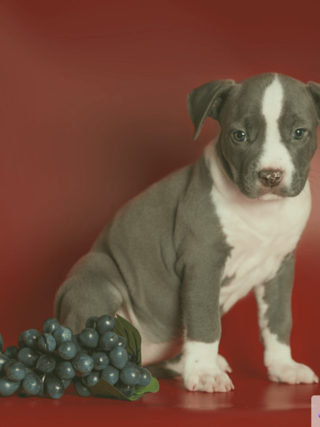 Why are Grapes, Raisins, and Currants Toxic to Dogs?